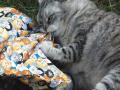 Mat Nip - Catnip Infused Play Mat